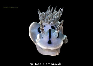 Chromodoris nudibranch
Dragon-Nudi
Bunaken,Sulawesi,Ind... by Hans-Gert Broeder 